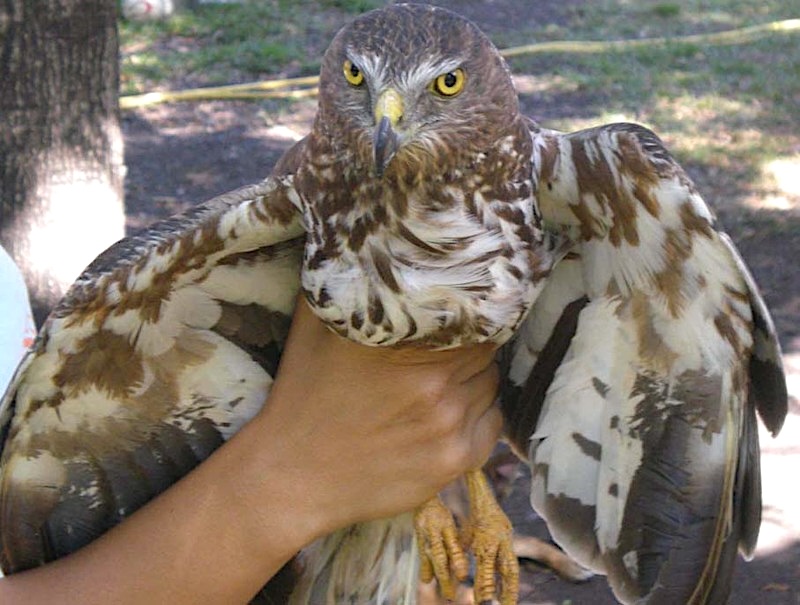 STOP au braconnage dans la forêt d&rsquo;Etang-Salé