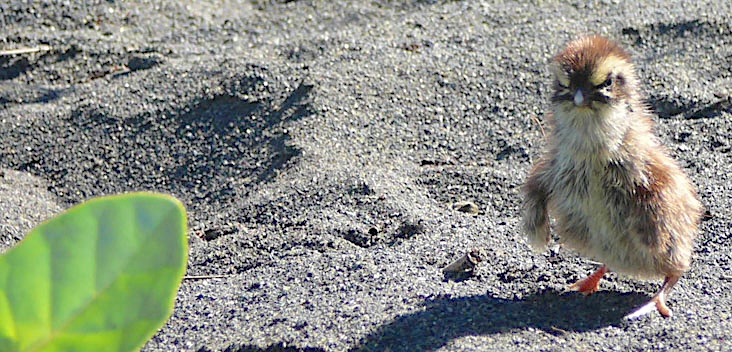 Protégeons ces oiseaux