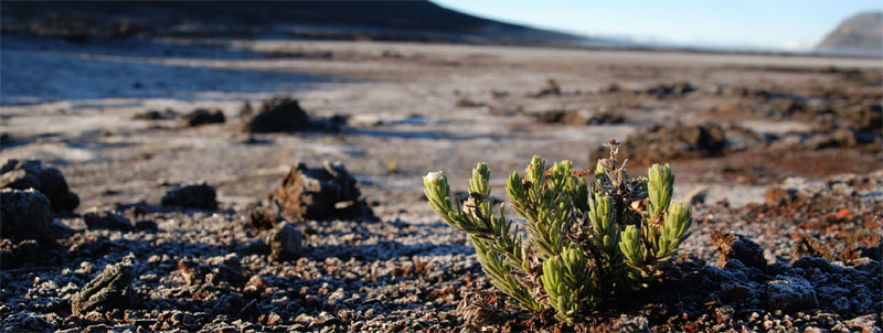 Candidature Réunion au Patrimoine mondial. Etat d&rsquo;avancement du dossier.