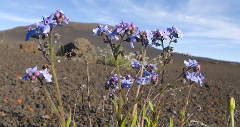 Un patrimoine inestimable toujours menacé