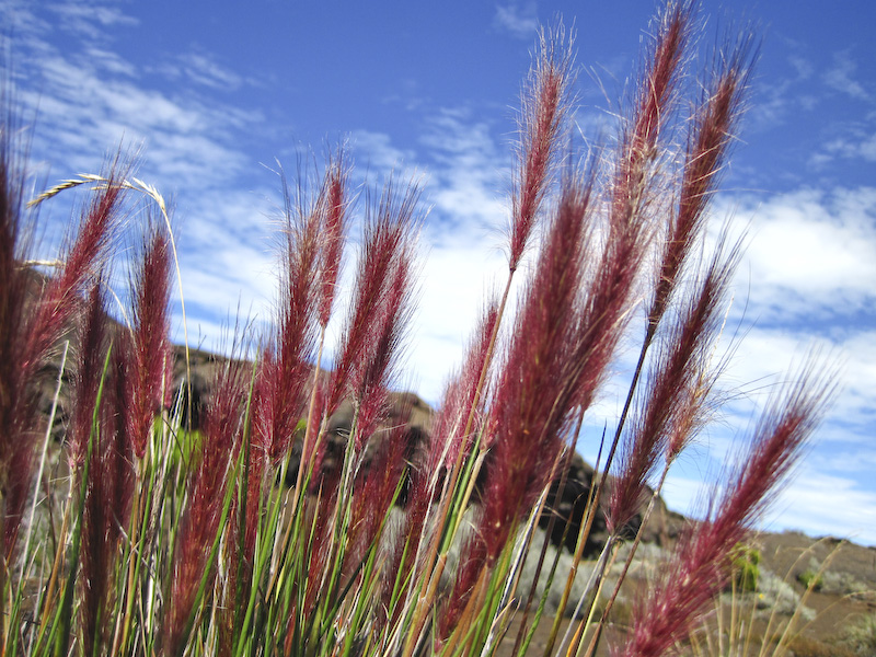 La floraison des Pennisetum à la Plaine Des Sables