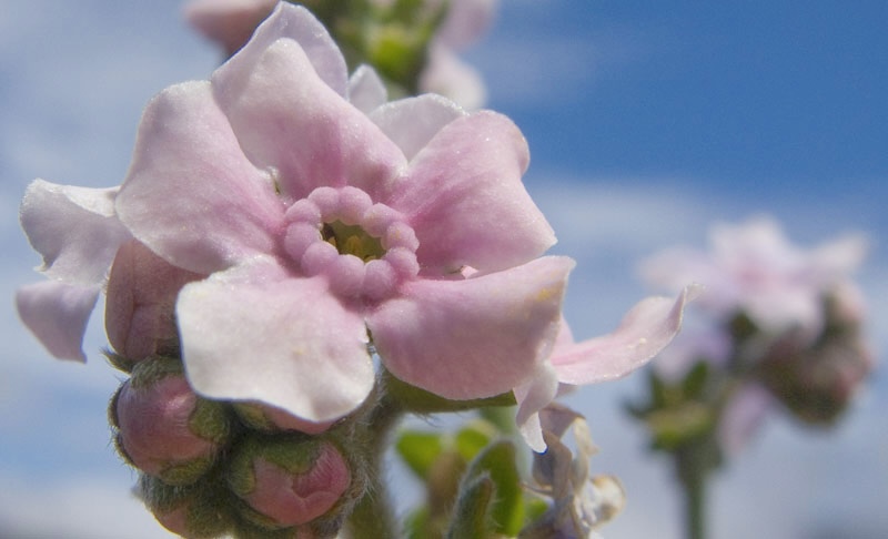 Myosotis de Bourbon, joyaux  de la Plaine des Sables