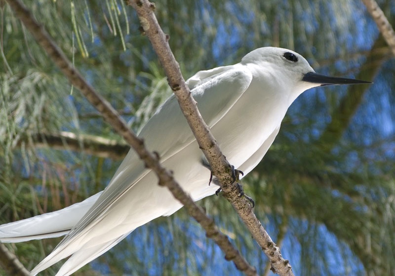 Cousin island, île pour les passionné(e)s de nature