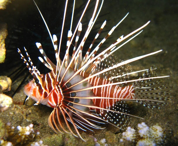 Rachel et les rascasses du lagon de Saint-Pierre.