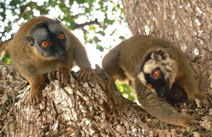 Mayotte : Des makis en danger de mort (2012)
