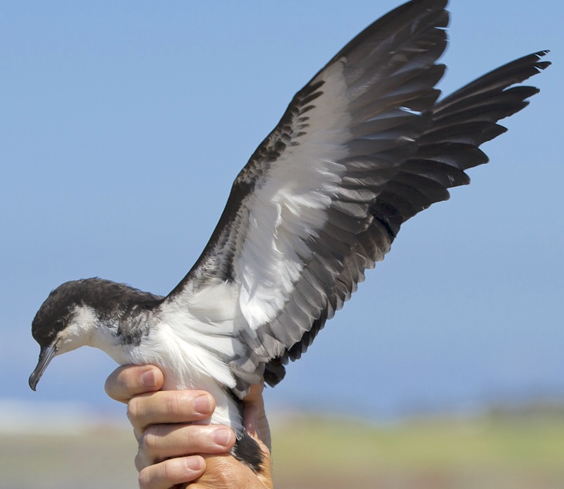 Petit fouquet ou Puffin de Baillon