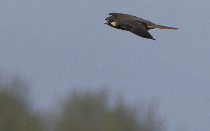 Les faucons sont de retour !