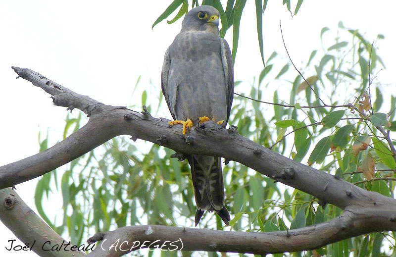 Faucons migrateurs à la Réunion : nouvelles observations
