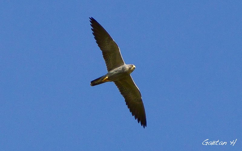 Faucons concolores en chasse