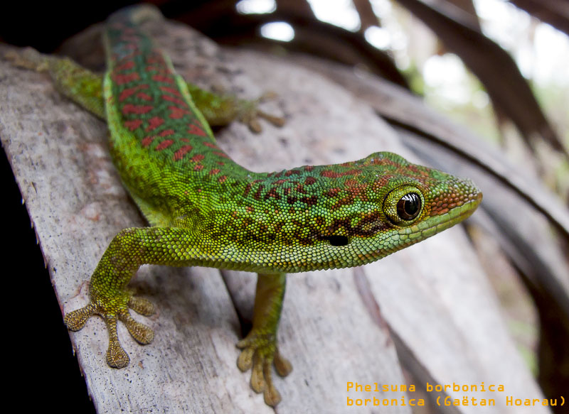 Phelsuma borbonica (lézards verts des hauts)