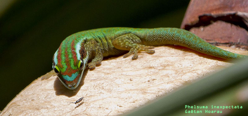 Phelsuma inexpectata (gecko vert de Manapany)