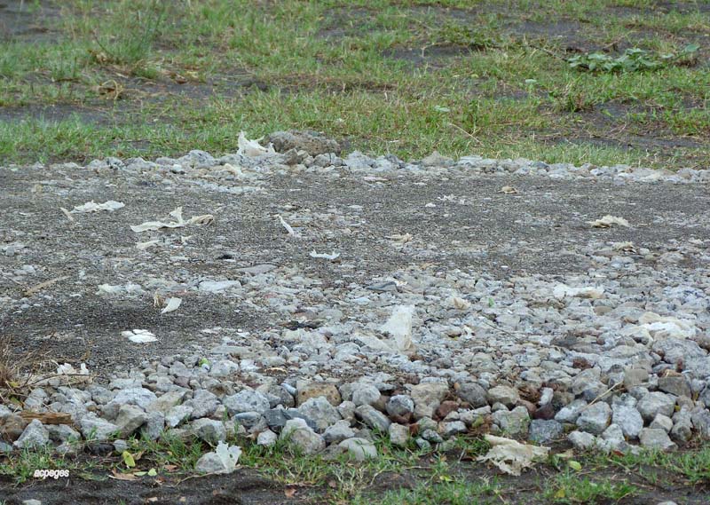 Forêt d&rsquo;Etang-Salé : que fabrique l&rsquo;ONF ?