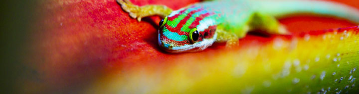 Conférence des Amis de l&rsquo;Université. Surprenants lézards.