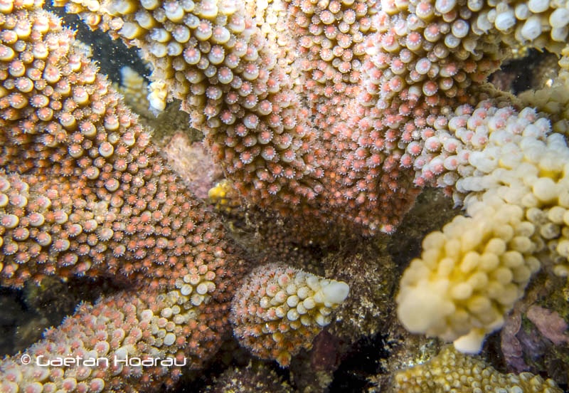 Spectaculaire ponte des coraux