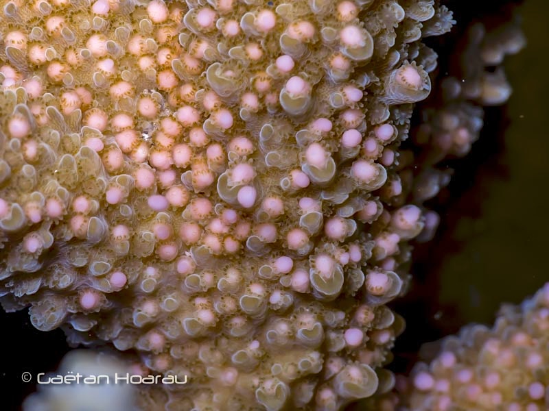 Nouvelle ponte des coraux à Saint-Pierre REUNION la veille de la COP21 !