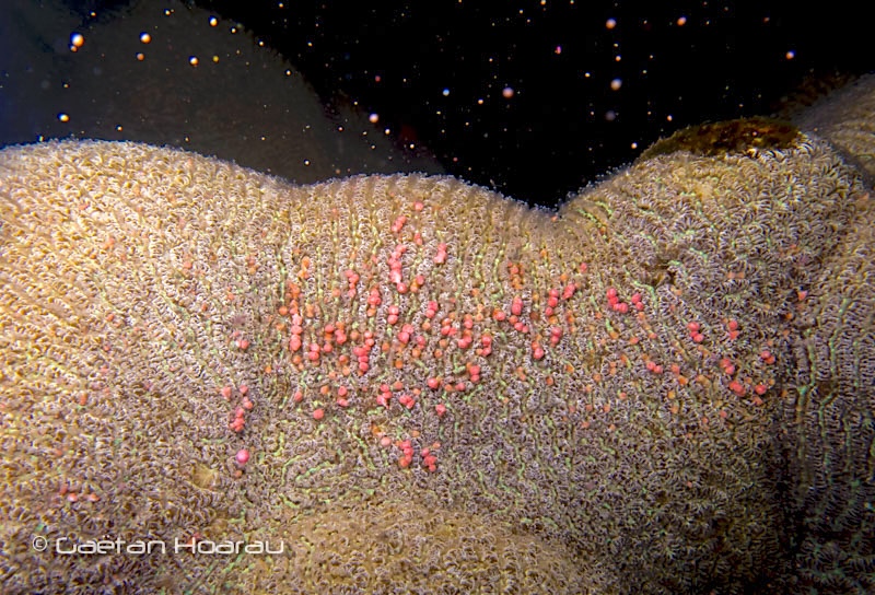 Ponte des coraux à la Réunion Janvier 2016.