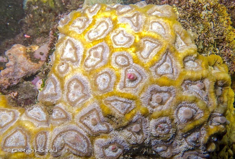 Ponte des coraux à la Réunion Février 2016.