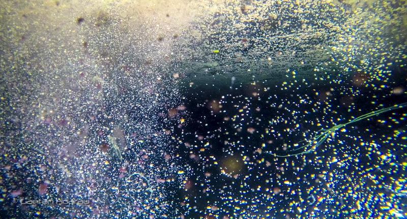 Ponte des coraux Octobre 2016 à Saint-Pierre Ile de La Réunion