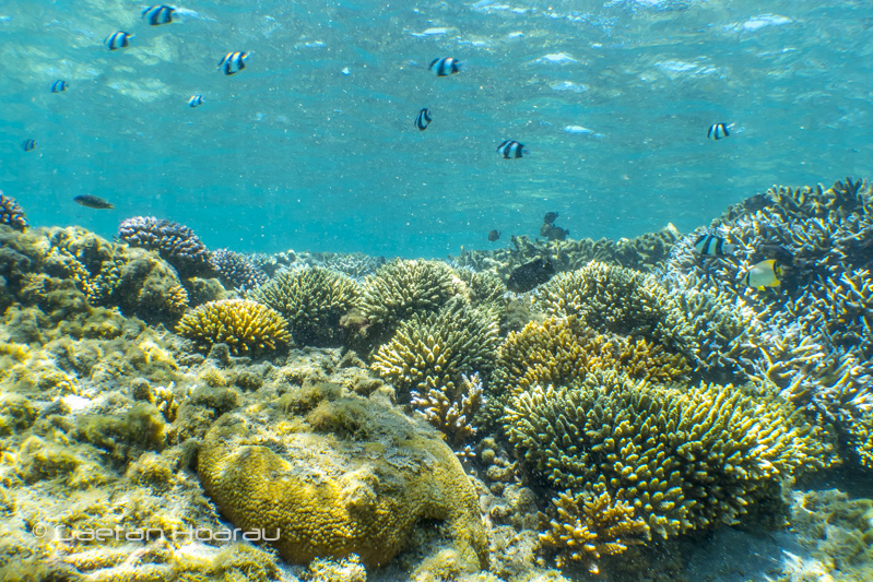 Vive le lagon NATUREL à Saint-Pierre ! Ile de La Réunion.