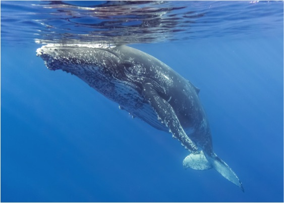 Le projet d&rsquo;arrêté « Cétacés » à La Réunion : une mascarade !