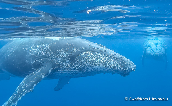 ALERTE : Projet « en missouk » de nouvel arrêté Cétacés 2020 » !