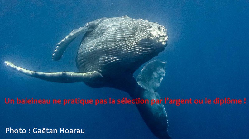 Arrêté Cétacés-business 2020 à La Réunion : l&rsquo;Association Citoyenne dépose un recours au Tribunal administratif.