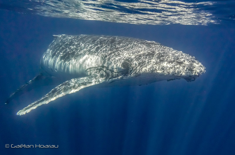 Projet d&rsquo;arrêté « Cétacés ». Pour le 01 juillet 2019.
